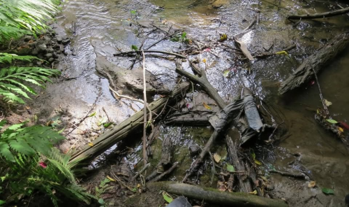 Spring Creek Clean Up