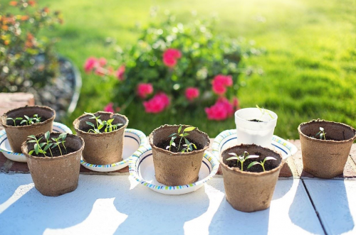 Make Seed Bombs at West Pearland Library