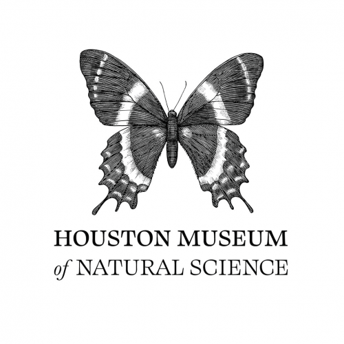 Dinosaur Discovery at Pearland Library