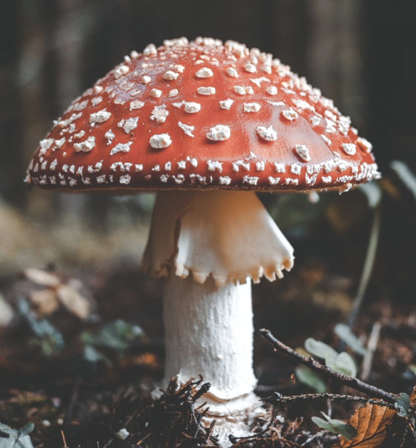 West Pearland - Adult: Mycology 101