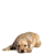 Emoticon