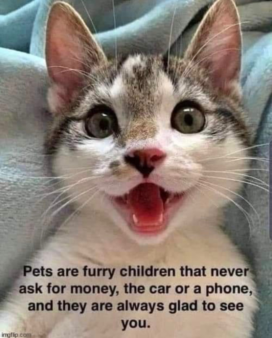 Happy Valentine's Day ❤️ #poorlymadecatmemes #catmemes #catmemesdaily #cat # kitten #instacat #catmemesarethebest #memecat #cats #sillycats #catpics  #funnycatmemes #cursedcats #catlover #catsofinstagram #chonkycats  #catoftheday #catlife #catlovers ..., image size:868x1080