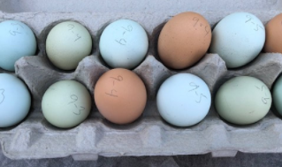 November 20th Pearland Farmers Market Independence Park Upd