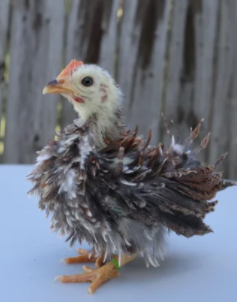 November 20th Pearland Farmers Market Independence Park Upd