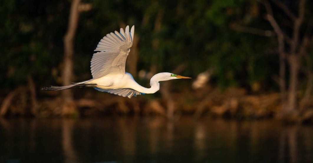 5 Reasons Pearland is an Incredible Place for Birding