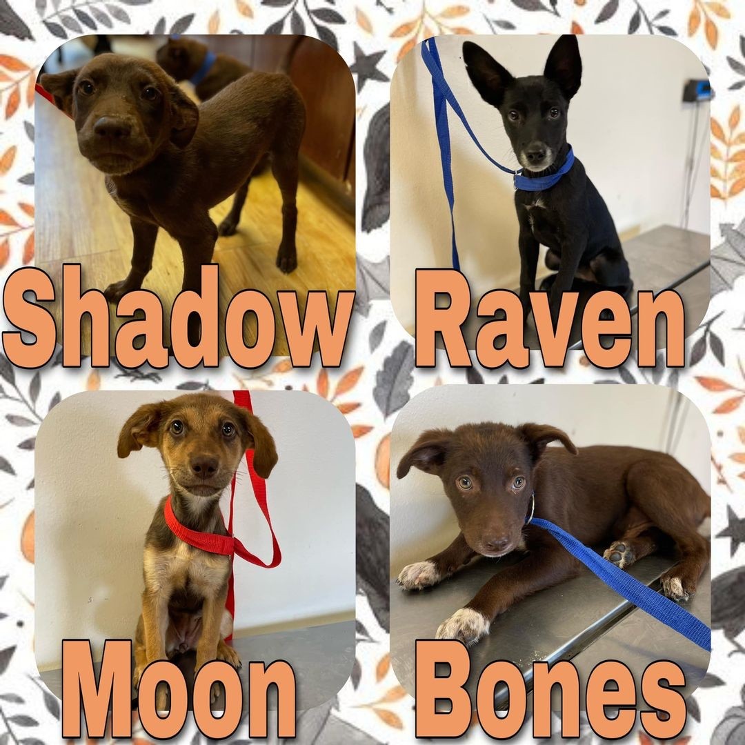 Adoptable Animals at the City of Pearland Animal Services